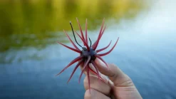 Core Tackle Soft Baits|Hooks>Dice Rig Hooks